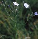 bluefflossowthistle