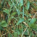 blueffolsowthistle