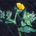 bristlyfforoxtongue