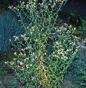 capefforcudweed