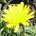 commonfflocatsearbritishflora