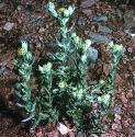 commonfforcudweed