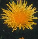 cornfflosowthistle