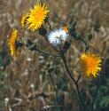 cornfflossowthistle