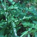 cornffolsowthistle