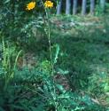 cornfforsowthistle