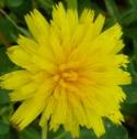 greaterfflohawkbitbritishflora