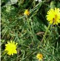greaterffloshawkbitbritishflora