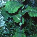 greaterffolpricklylettuce