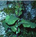greaterfforpricklylettuce