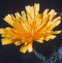 hawkweedfflo2oxtongue