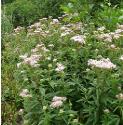 hempfforagrimonybritishflora