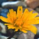 lesserfflohawkbit