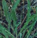 lesserffolhawkbit