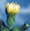 marshfflosowthistle