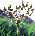 marshfflossowthistle