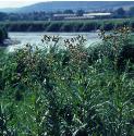 marshfforsowthistle