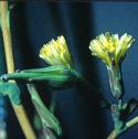 pricklyfflolettuce