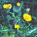 pricklyfflossowthistle