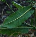 pricklyffollettuce
