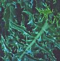 pricklyffolsowthistle