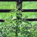 pricklyfforsowthistle