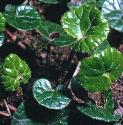 purpleffolcoltsfoot