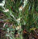 redtippedfforcudweed