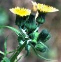smoothfflossowthistle