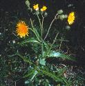 smoothfforsowthistle