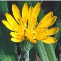 vipersfflograss