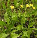 vipersfflosgrassletvian