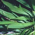 vipersffolgrass