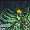 vipersfforgrass