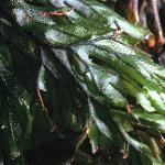 ftunbridgefol1filmyfern