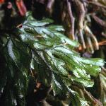 ftunbridgefor1filmyfern
