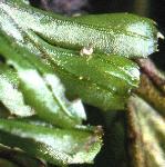 ftunbridgefru2filmyfern