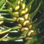 firfru1clubmoss