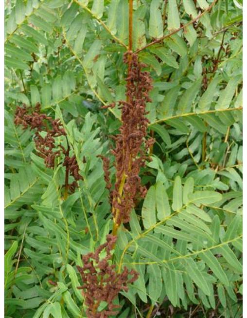 osmundaffrusregalisbritishflora