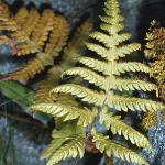 pbeechfolfern