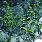 pbeechforfern