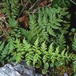 pbladderfol1fern