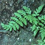 pbladderfol2fern