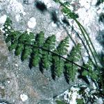 pbladderfol3fern