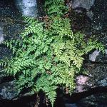 pbladderfor1fern