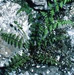 pbladderfor2fern
