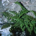 pbladderfor3fern