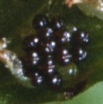 pbladderfru1fern