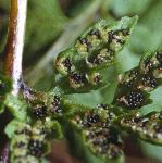 pbladderfrus1fern