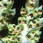 pbladderfrus2fern